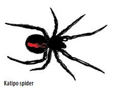 Katipo spider