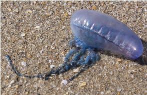 Bluebottle jellyfish