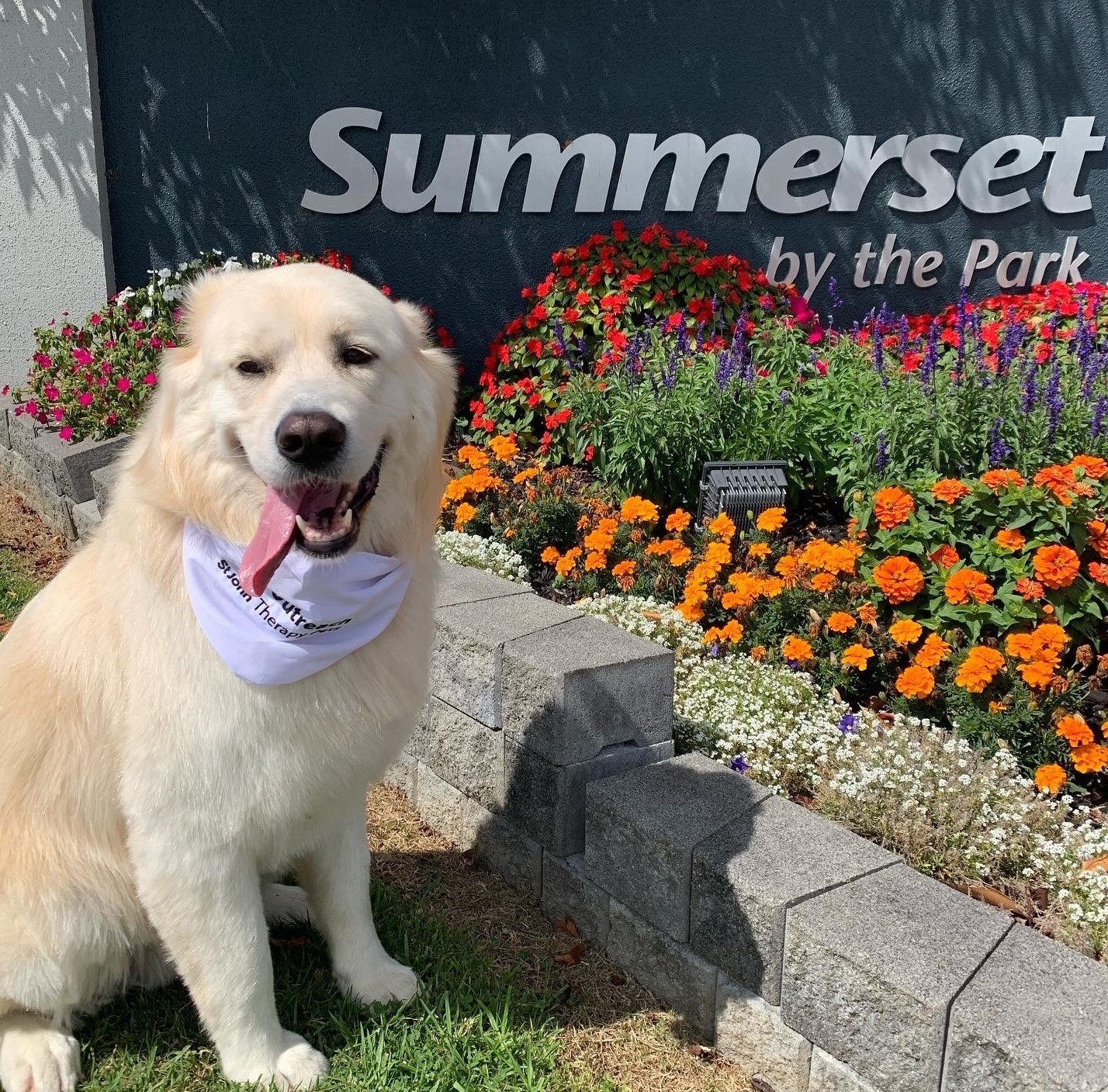 Photo of a dog in front of a Summerset Retirement Village