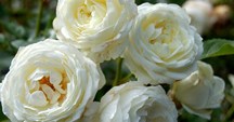Honour your loved one by making a donation or holding a collection at their funeral.