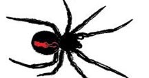 Bites are made by an animal jaw or mouth parts – e.g. a dog or spider. A venomous animal uses stinging apparatus combined with the injection of venom – e.g. jellyfish, bee or wasp.